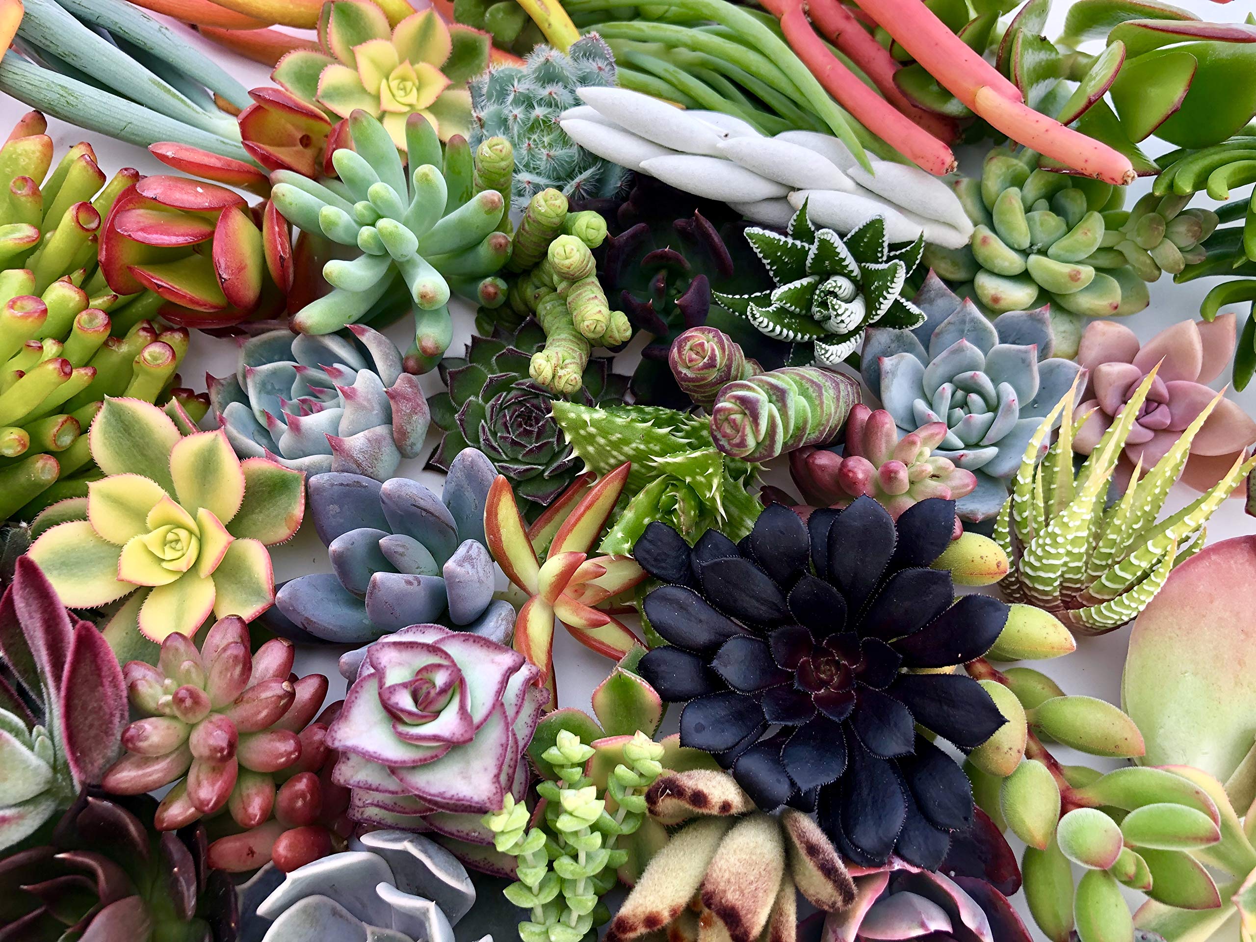 Amazon.com: The Succulent Cult 的10 種Live 多肉植物,No 2 種多肉